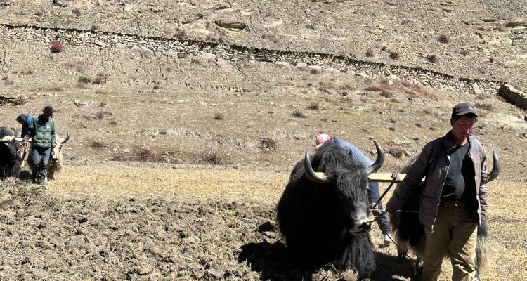 Plaatselijke boer ploegt een droog hooggelegen veld met stevige yaks onder felle zonneschijn.