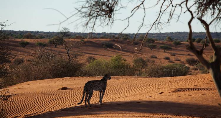A lone cheetah stands on rippled red sand dunes surveying the arid savanna landscape.
