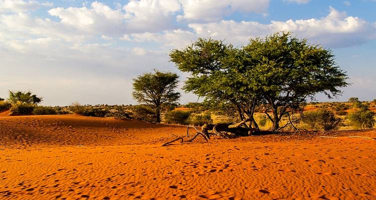 Rust-coloured desert with scattered trees and animal tracks under a partly cloudy sky.
