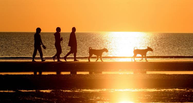Silhouettes de trois promeneurs et deux chiens le long d'un rivage réfléchissant pendant un coucher de soleil éclatant.