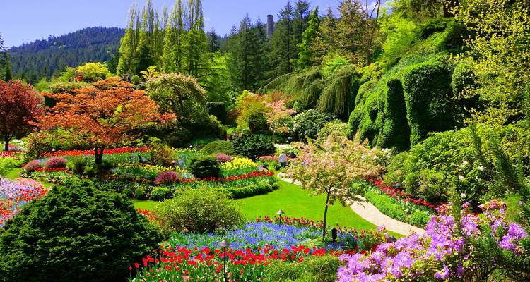Des parterres de fleurs éclatants et des sentiers entretenus serpentent à travers les luxuriants jardins Butchart adossés à des collines boisées.
