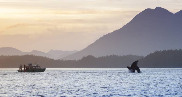 Une orque jaillit à côté d'un petit bateau sur des eaux calmes au crépuscule avec des montagnes côtières en silhouette.
