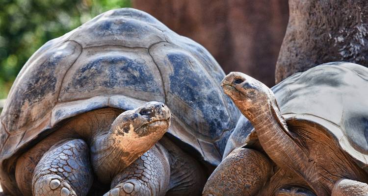 Twee Galapagos reuzenzeeschildpadden rusten zij aan zij en tonen getextureerde schilden en oude gezichten.