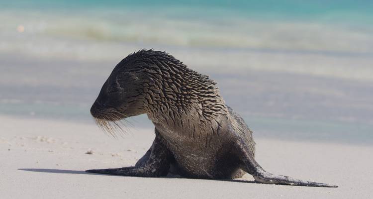 Een natte, jonge zeeleeuwenpup rust op zacht wit zand naast aquamarijnkleurige ondiepe wateren.