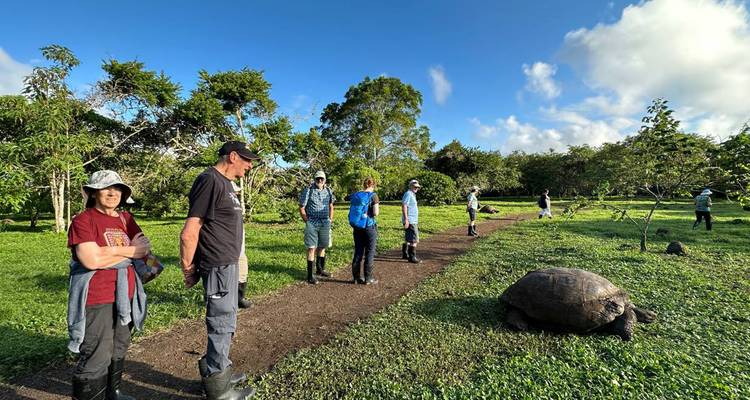 Des visiteurs en bottes de caoutchouc explorent une prairie verdoyante des hautes terres où une tortue géante des Galápagos broute près du sentier.