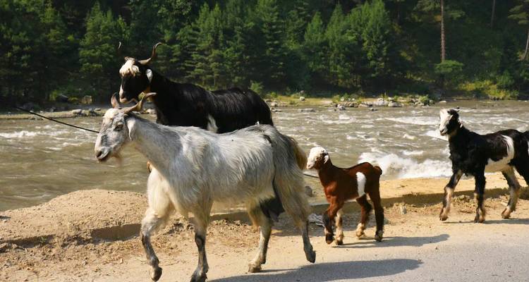 Des chèvres et un chevreau trottent le long d'une route au bord de la rivière avec de l'eau qui coule rapidement derrière.