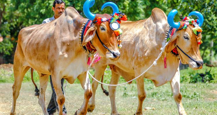Hombre guiando dos toros ornamentalmente decorados con cuernos coloridos durante una procesión rural.