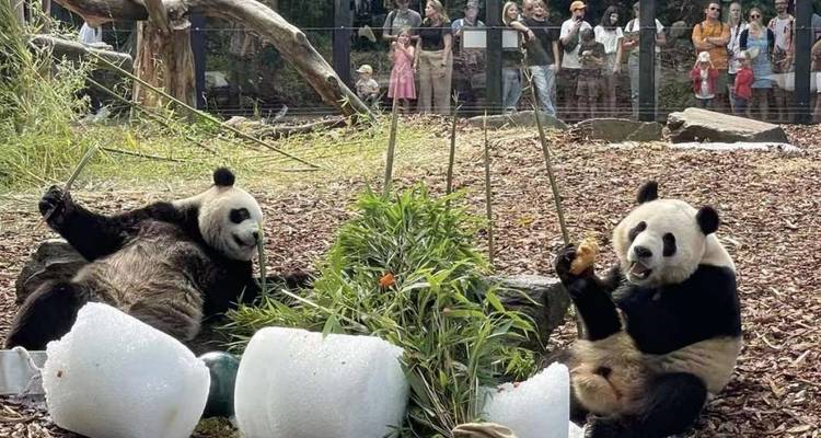 Zwei Riesenpandas, die entspannt liegen und Bambus fressen, während Besucher sie von hinter einer Absperrung beobachten.