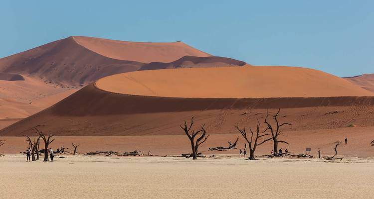 Des squelettes d'arbres épine-de-chameau blanchis se dressent sur de l'argile craquelée contre un décor de dunes de sable massives.