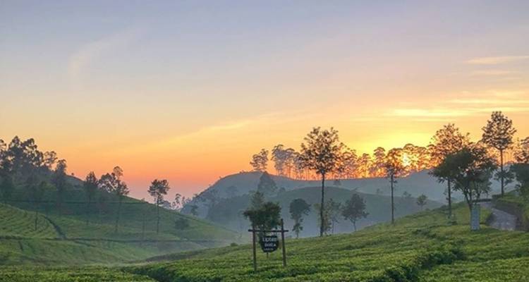 Goldener Sonnenaufgang über üppigen grünen hügeligen Teeplantagen und nebligen Hügeln.