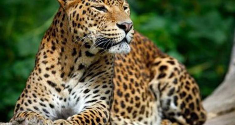 Nahaufnahme eines Leoparden, der wachsam auf einem Baumstamm ruht, mit grünem Laub im Hintergrund.