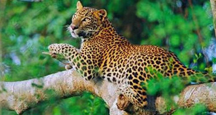 Leopard resting gracefully on a tree branch amidst dense green foliage