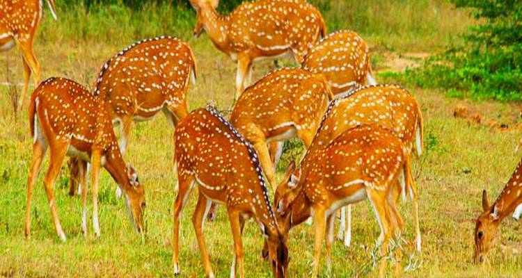 Herd of spotted deer grazing on open meadow with green backdrop
