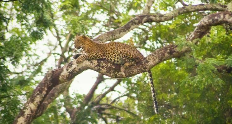 Leopard lying on a high tree limb surrounded by dense forest canopy