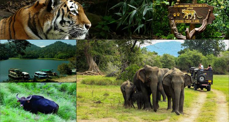 Collage featuring tigers, elephants, jeeps and jungle wetlands promoting wildlife experiences.