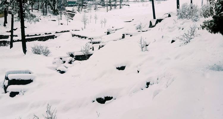 Snow-covered hillside with trees and buried rocks creating a monochrome winter scene