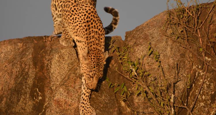 Leopard, der anmutig einen Granitfelsen im goldenen Licht der Savanne hinabsteigt