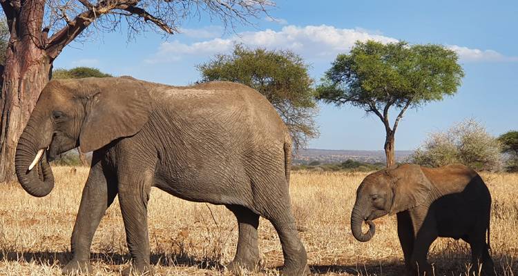 Erwachsener Elefant und Kalb laufen durch trockene Savanne mit Akazienbäumen und blauem Himmel