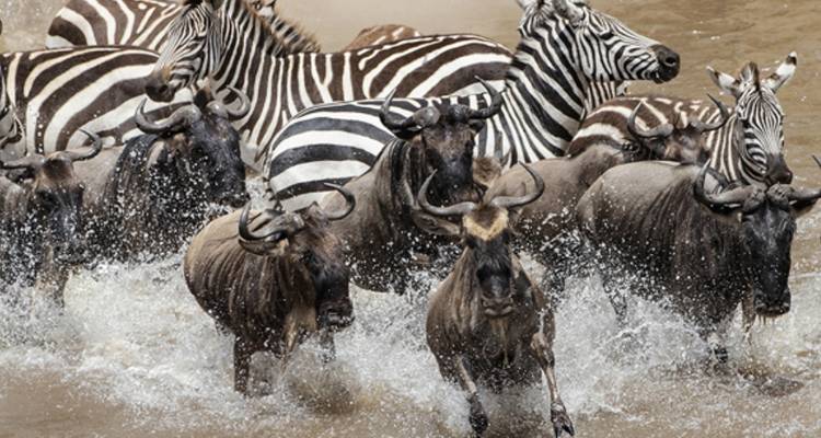 Dramatische Flussüberquerung von Gnus und Zebras, die durch schlammiges Wasser spritzen während der Wanderung