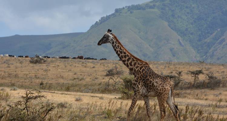 Eine Giraffe wandelt über offene Ebenen mit sanften grünen Hügeln im Hintergrund
