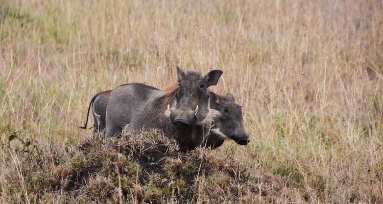 Paar Warzenschweine, die aus einem trockenen Graslandhügel auftauchen und wachsam blicken