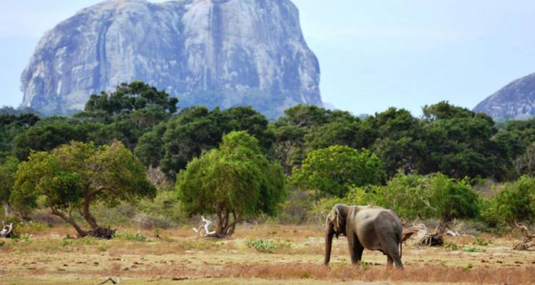 Einzelner wilder Elefant, der vor einem massiven Granit-Monolithen und Waldrand in Sri Lanka grast.