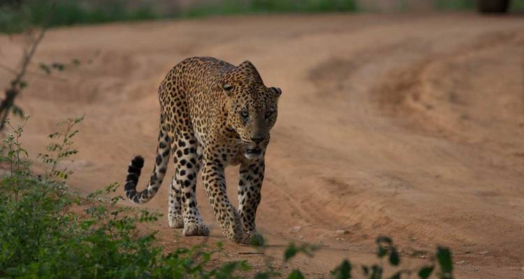 Leopard schleicht entlang einem rötlichen Feldweg in einem Nationalpark, die Augen nach vorne gerichtet.