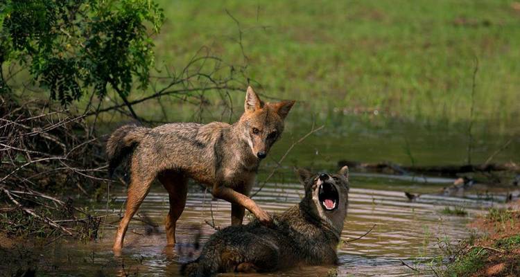 Zwei Schakale spielen miteinander in einem flachen schlammigen Tümpel, umgeben von grünem Grasland.