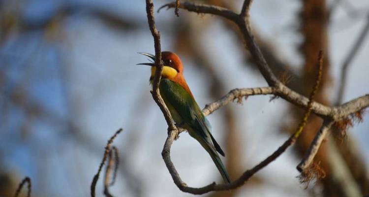Bunter Bienenfresser-Vogel sitzt auf einem kahlen Ast und ruft in die Luft.