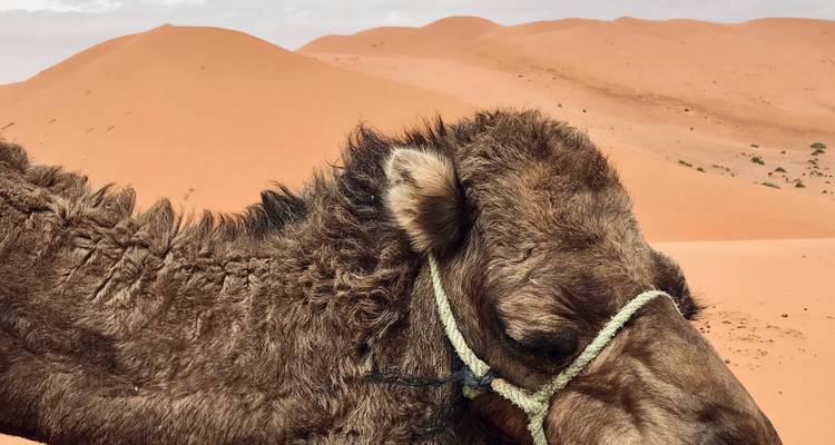 Primer plano de la cabeza de un camello con dunas de arena suavemente difuminadas en el fondo.
