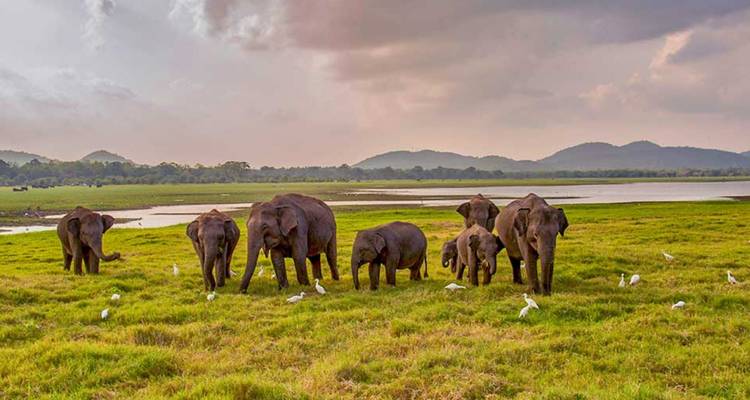 Troupeau d'éléphants d'Asie broutant dans une prairie verdoyante près de l'eau avec des montagnes en arrière-plan