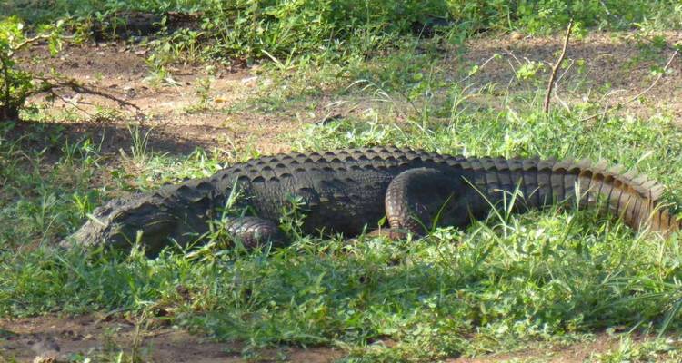 Krokodil ruht getarnt zwischen grünem Gras und Sträuchern