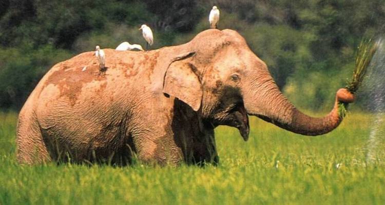 Elefant weidet auf saftig grüner Wiese mit weißen Vögeln auf seinem Rücken