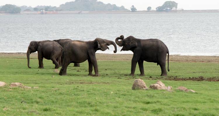 Vier Elefanten interagieren an einem grasbewachsenen Ufer neben einer weiten Wasserfläche.