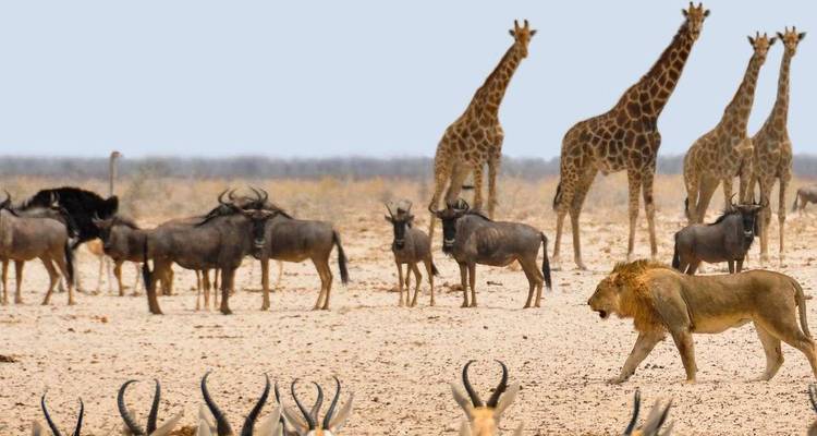 Leeuw loopt langs kudde gnoes terwijl giraffen hoog staan in droge savanne