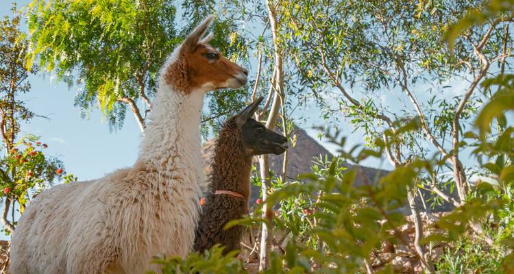 Profil de deux lamas debout parmi des arbustes feuillus sous le ciel bleu des Andes.