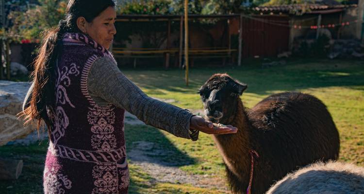 Femme locale nourrissant à la main un lama brun dans un jardin de cour ensoleillé.