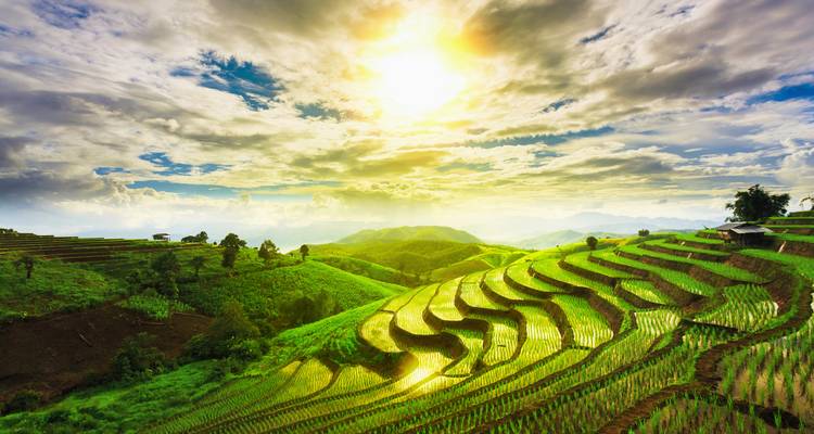 Sunlit terraced rice fields glowing green under dramatic cloudy sky