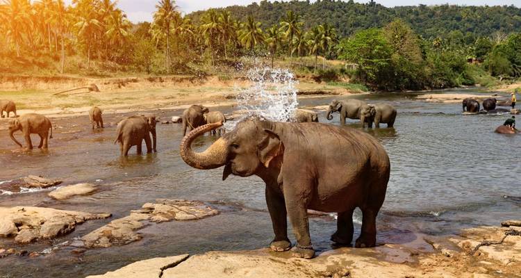 Elefant spritzt spielerisch Wasser, während er in einem flachen Fluss steht, mit anderen dahinter.