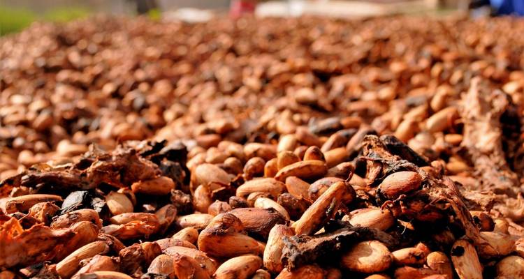 Vue rapprochée de tas de fèves de cacao crues séchant au soleil.