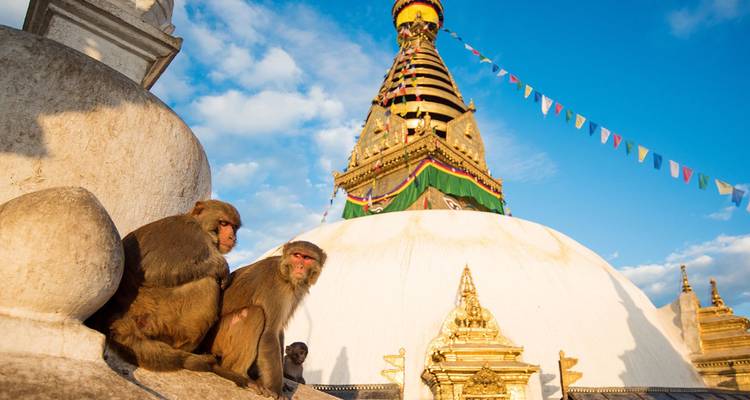 Apen zitten op een witte stupa voor Swayambhunath's vergulde spits en gebedsvlaggen.