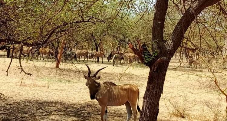Eenzame antilope staat onder doornige acacia bomen terwijl een kudde graast op de achtergrond op stoffige grond