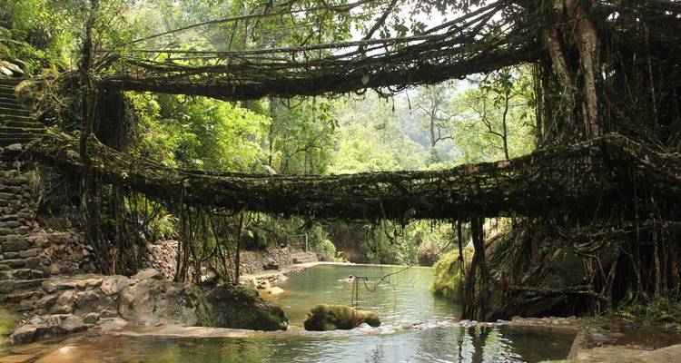Living root bridges spanning a clear forest stream in lush jungle surroundings.