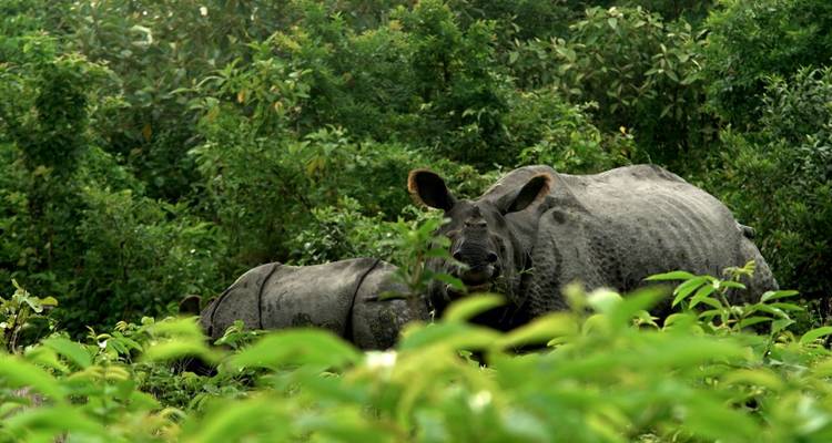 Indian one-horned rhinoceros and calf partially hidden among dense green foliage.