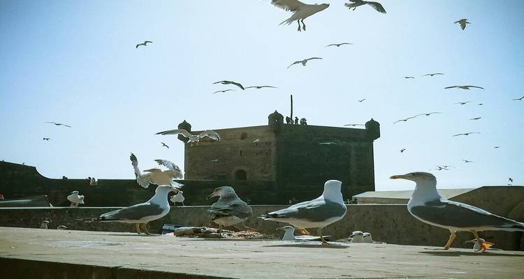 Seagulls perched and flying around a coastal fortress tower in Essaouira.