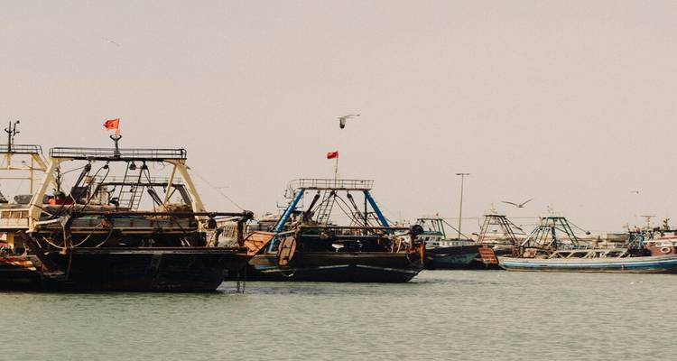Fishing trawlers anchored in the harbour waters with seagulls overhead.
