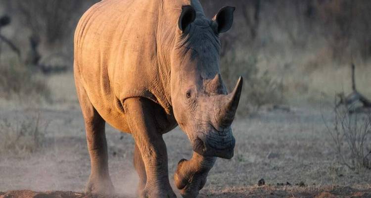 Gros plan d'un rhinocéros puissant marchant à travers la savane poussiéreuse à l'aube.