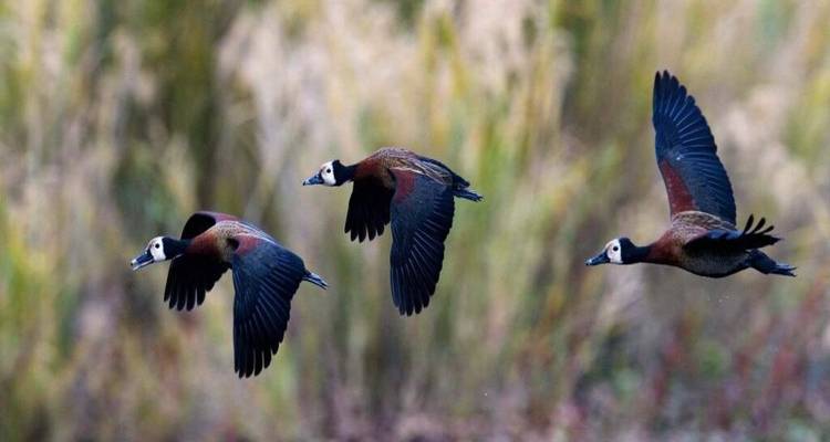 Trois canards au plumage contrasté en vol synchronisé sur fond de zone humide floue.