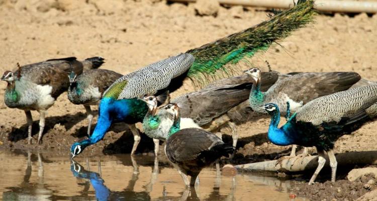Een groep levendig gekleurde pauwen drinkt uit een modderige waterpoel.