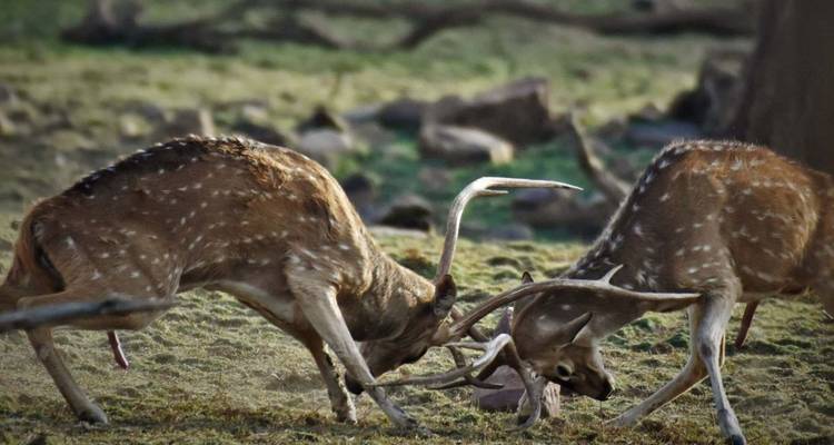 Twee gevlekte herten stoten hun geweien tegen elkaar in een territoriale strijd op grasachtige grond.